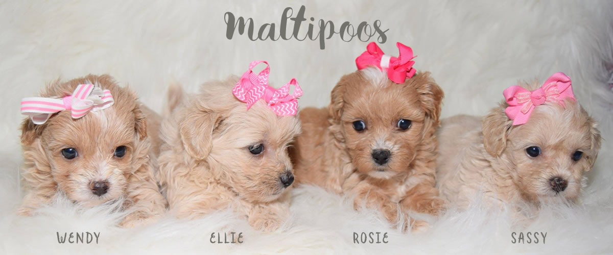 maltese poodle puppies for sale