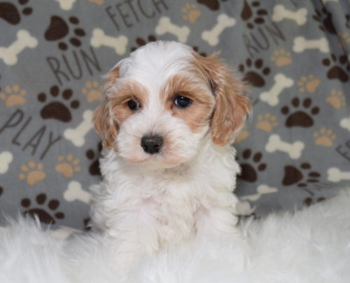 Maltipoo Archives • Emily's Pups Archive