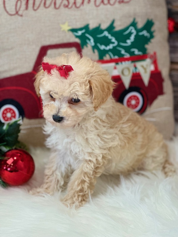 MALTIPOO Archives Emilys Pups Archive