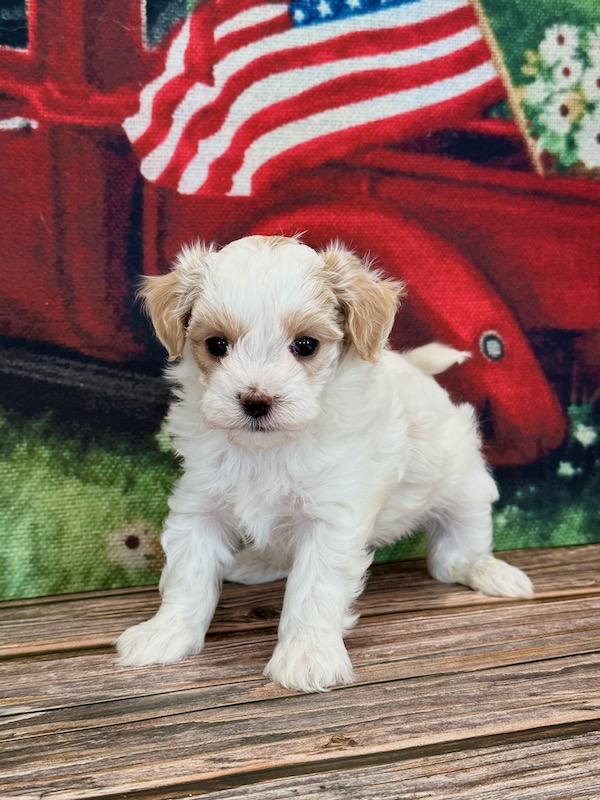 MALTIPOO Archives • Emilys Pups Archive